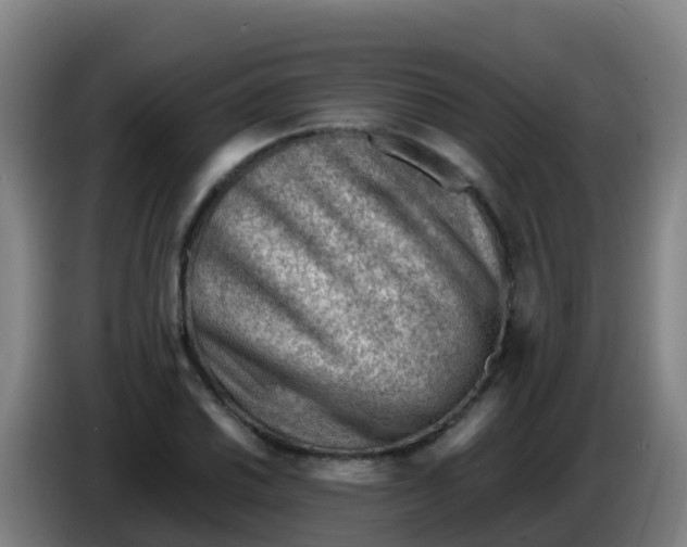 X0000086291030200704201919
