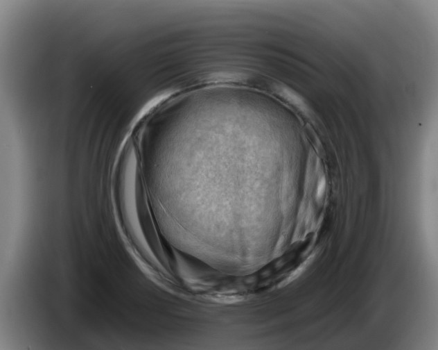X0000086291034200704201919