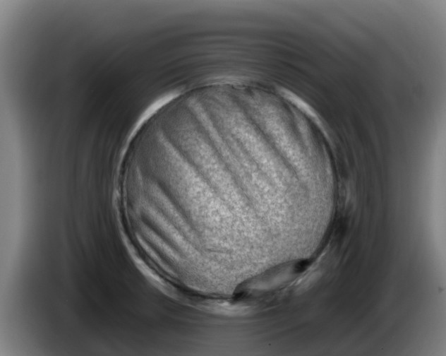 X0000086291042200704201919