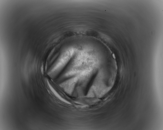 X0000086291060200704201918