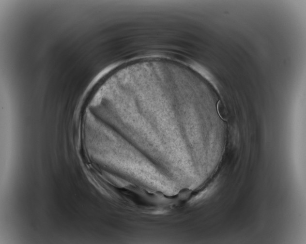 X0000086291127200704201918