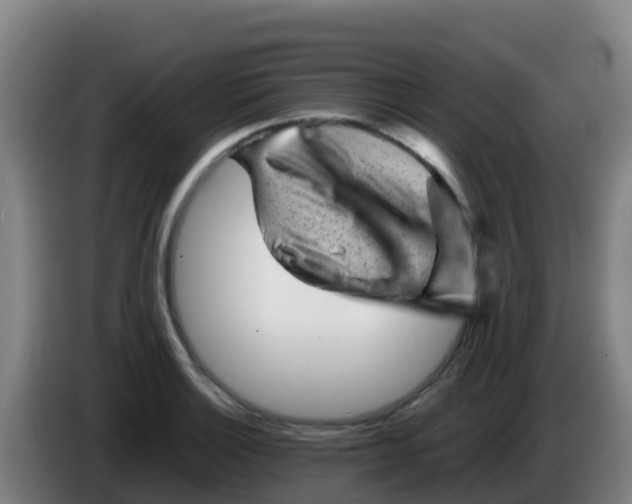 X0000086291132200704201918