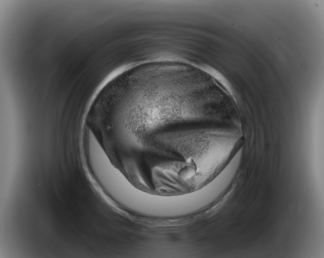 X0000086291142200704201918