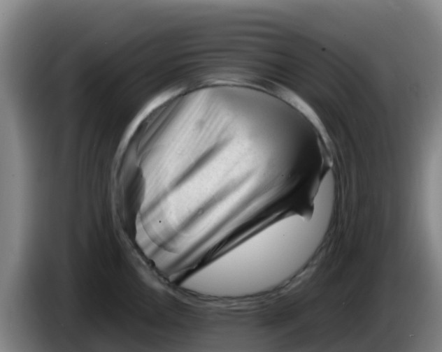 X0000086291146200704201918