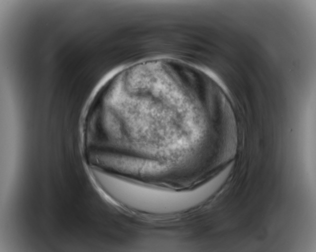 X0000086291151200704201918