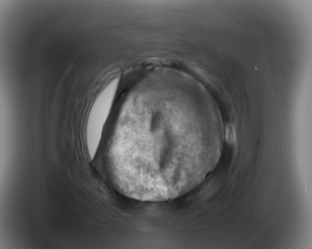 X0000086291155200704201917