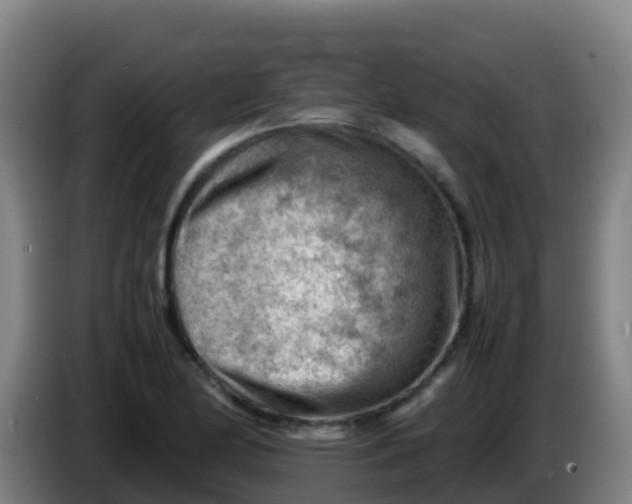 X0000086291174200704201917