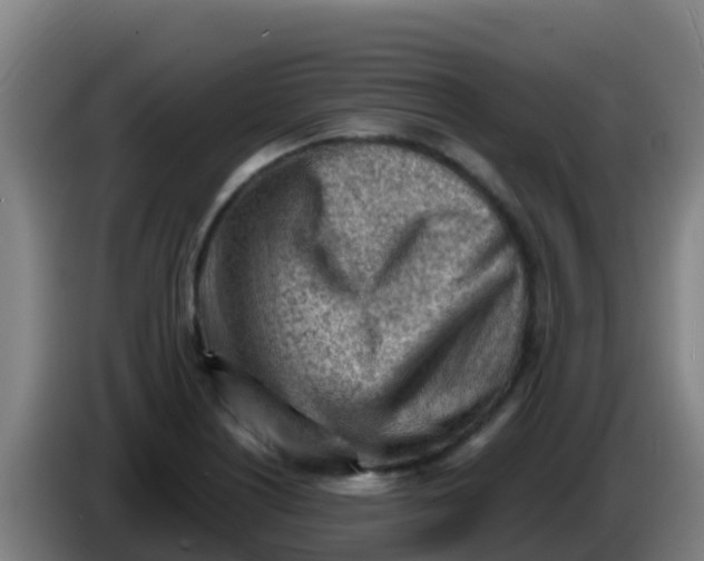 X0000086291226200704201916