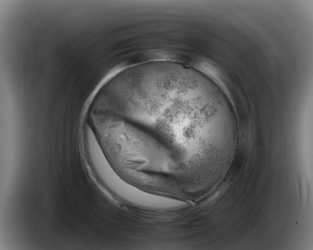 X0000086291235200704201917
