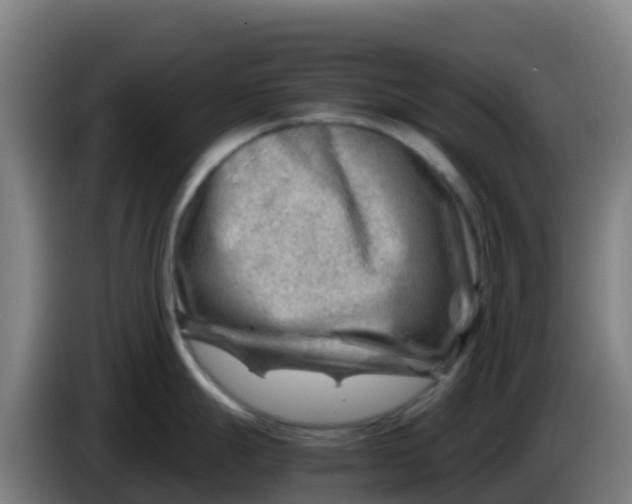 X0000086291247200704201917