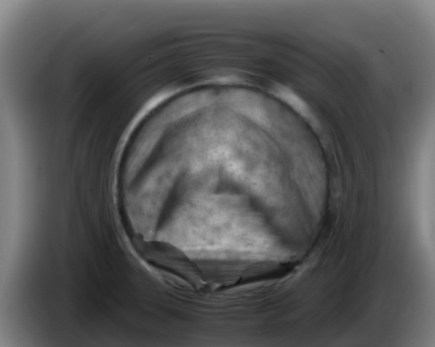 X0000086291331200704201915