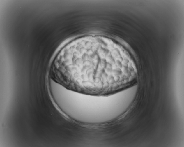X0000086291432200704201914