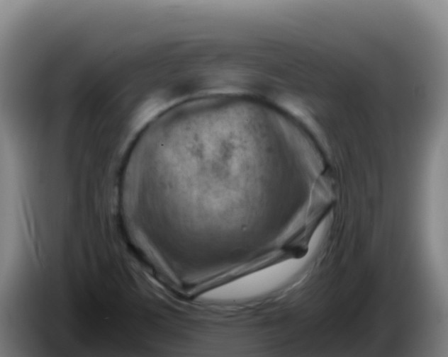 X0000086291459200704201913