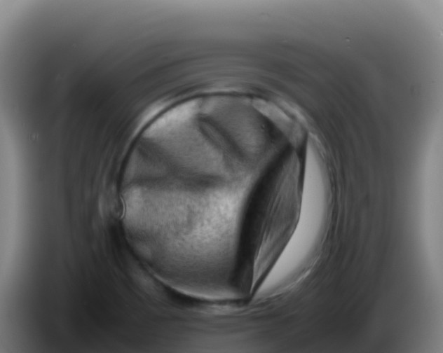 X0000086291465200704201913