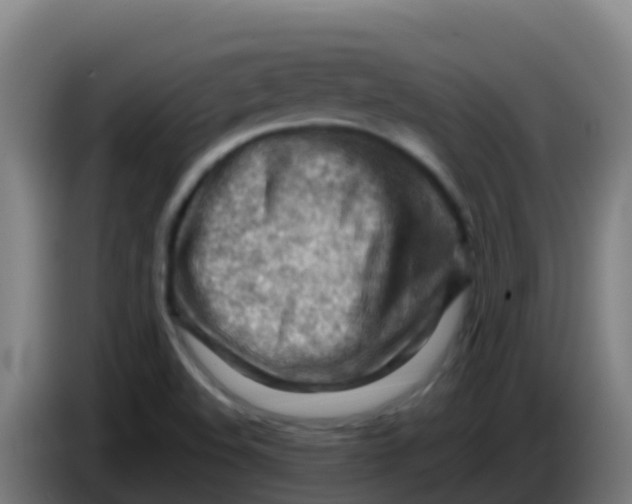 X0000086291508200704201913