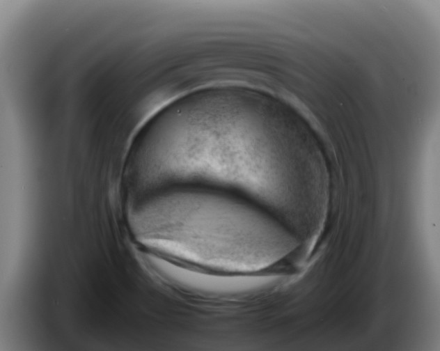 X0000086291513200704201913