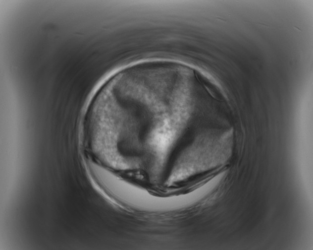 X0000086291527200704201913