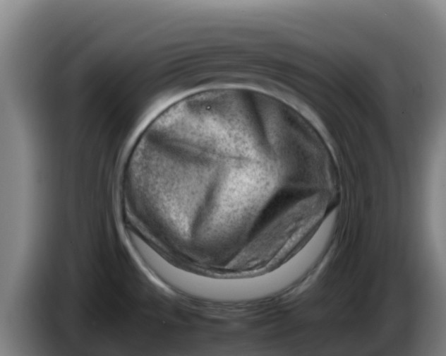 X0000086291533200704201913