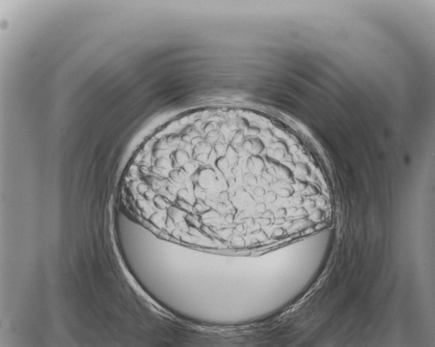 X0000086291432200704271751