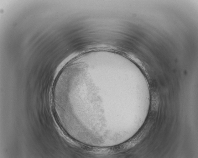 X0000086291474200704271750