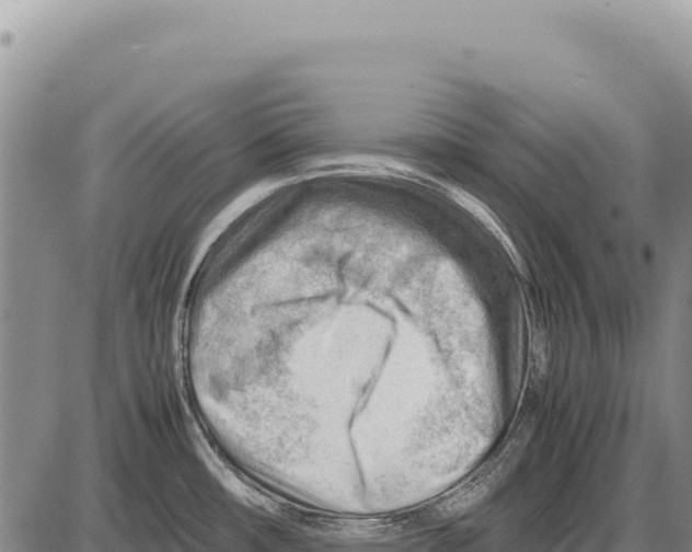 X0000086291482200704271750