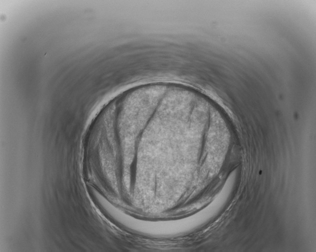 X0000086291508200704271749