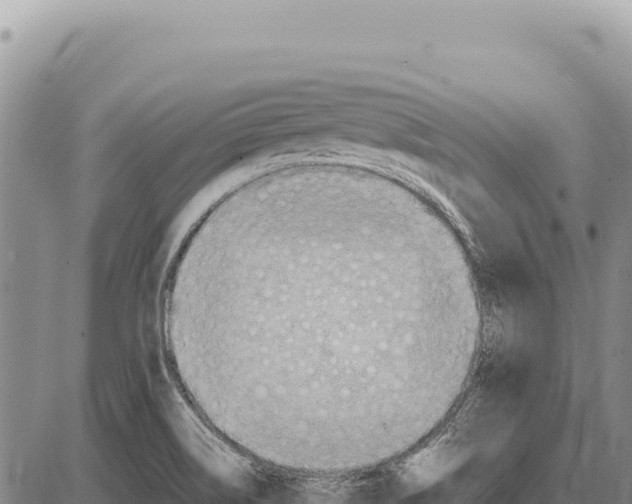 X0000086291514200704271749