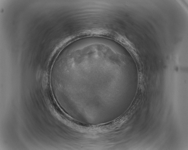 X0000086300012200703301214