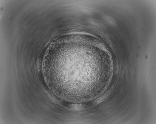 X0000086300273200703301210