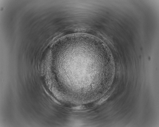 X0000086300281200703301210