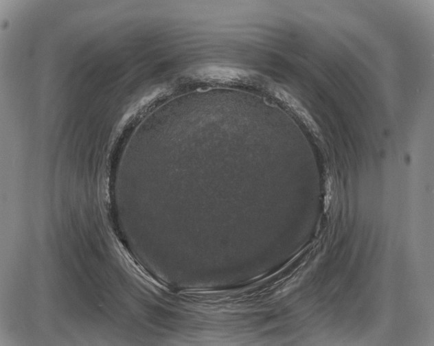 X0000086300399200703301207