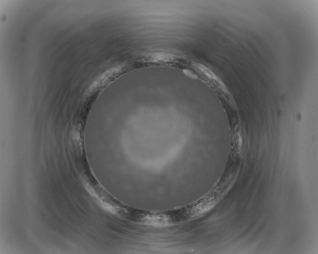 X0000086300415200703301207