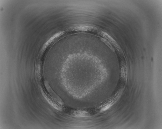 X0000086300444200703301206