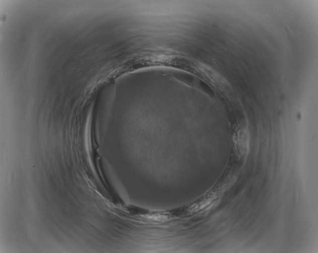 X0000086300462200703301207