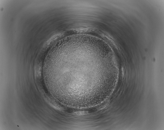 X0000086300499200703301206