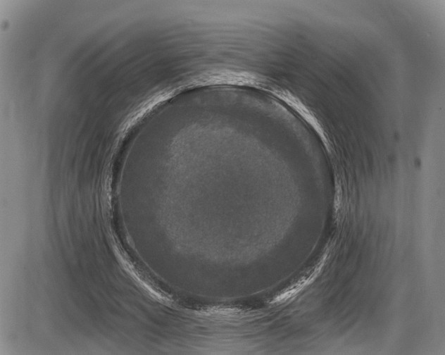 X0000086300581200703301204