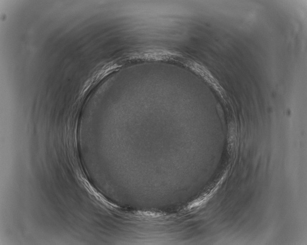 X0000086300585200703301204