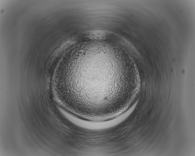 X0000086300652200703301203