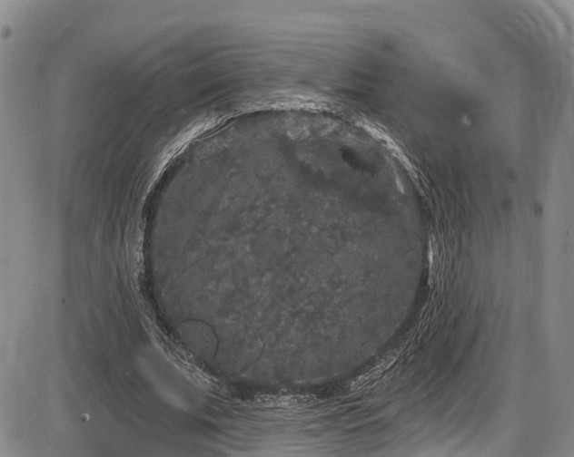 X0000086300679200703301202