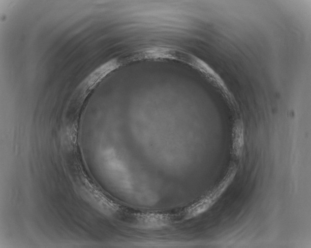X0000086300785200703301201