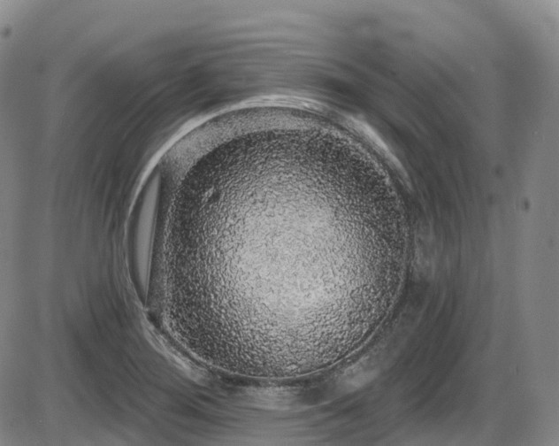 X0000086301276200703301152