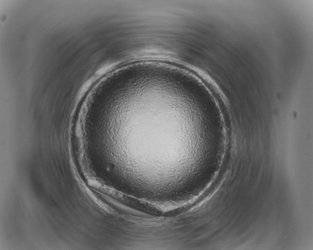 X0000086301333200703301152