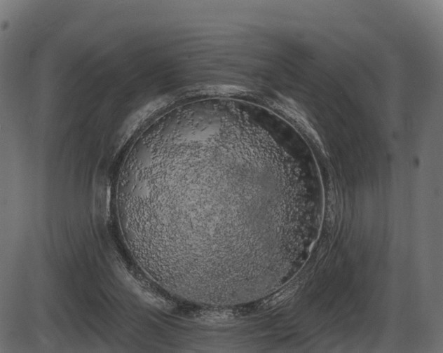 X0000086300110200704091031