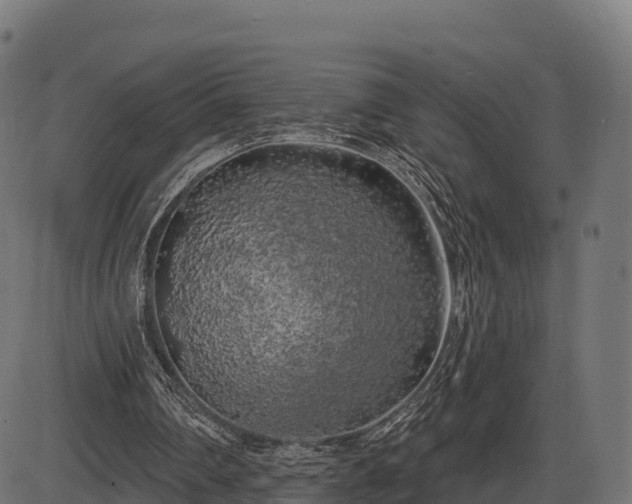 X0000086300290200704091028