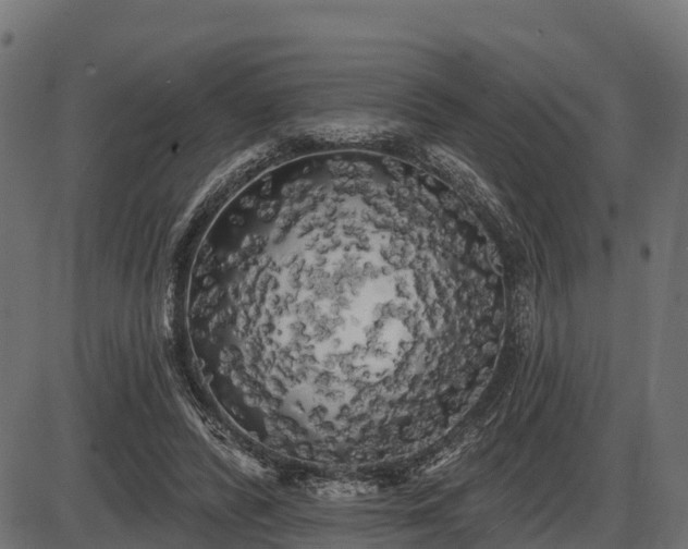 X0000086300400200704091026