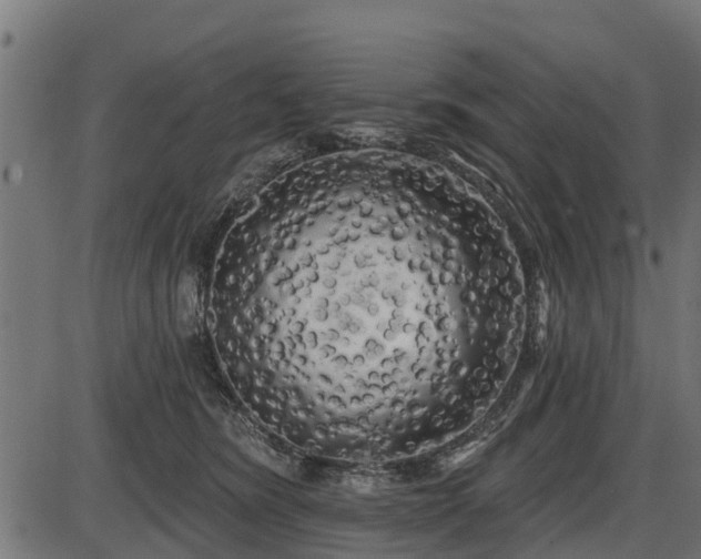 X0000086300420200704091026