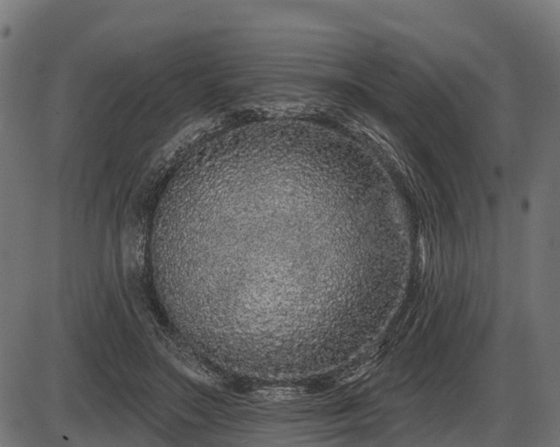 X0000086300499200704091025