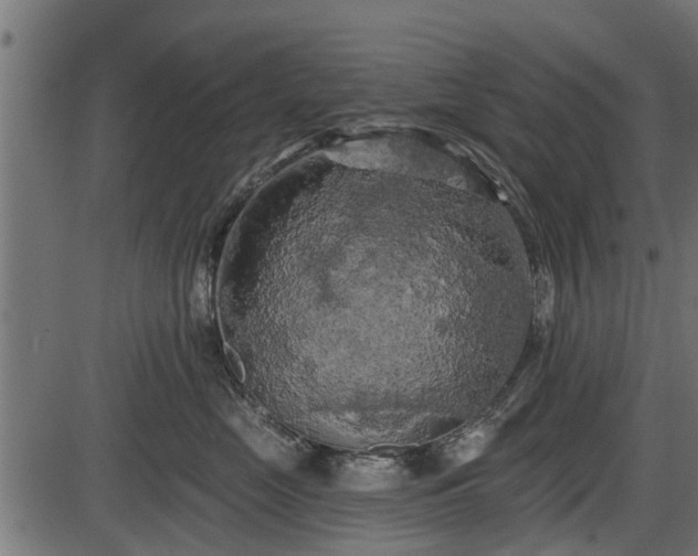 X0000086300669200704091023