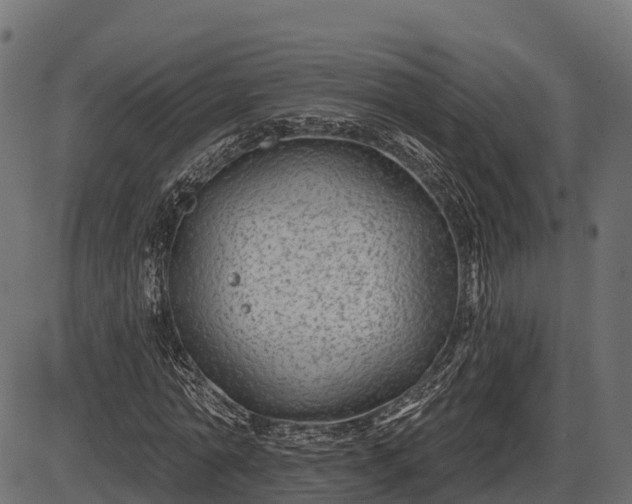 X0000086300774200704091020