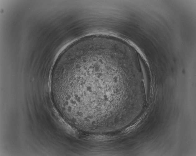 X0000086300791200704091020